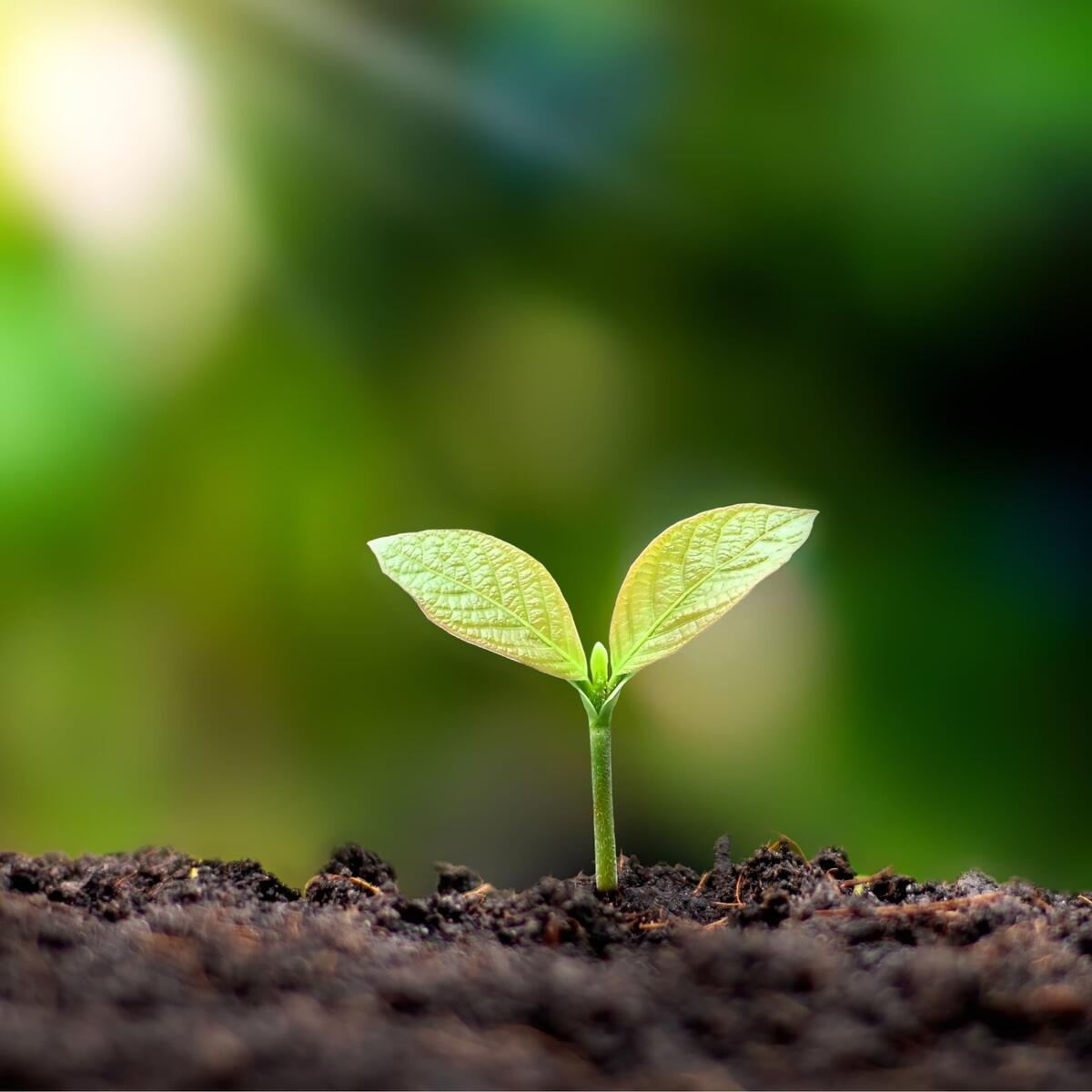 Environmental responsibility